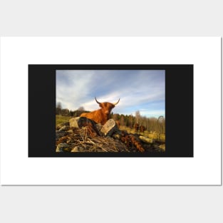 Scottish Highland Cattle Cows 1003 Posters and Art